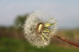 White fluffy ball of a dandelion flower and gentle air fluff next to him on a natural green background and red poppy image is blurred in the. Dandelion Flowers Fluff Fluffy Shining Sun White Plants Piqsels