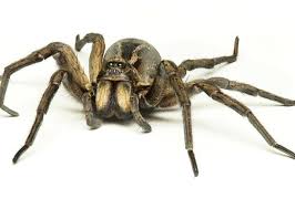 Warning Venomous False Widow Spiders Bite While We Sleep Derry Journal
