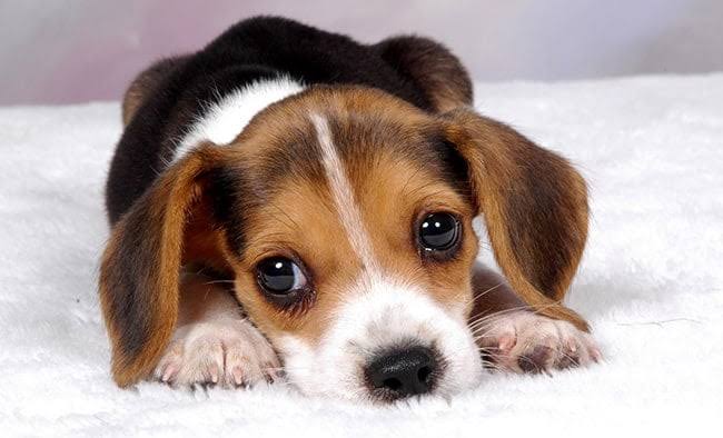 cachorro beagle