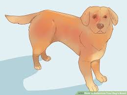 How To Determine Your Dogs Breed 13 Steps With Pictures