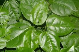 Image result for Hymenaea