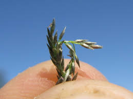 Image result for Sporobolus africanus