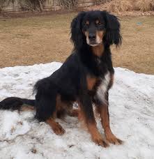Just the perfect amount of cute to drive you downright crazy! Boise Craigslist Pet Services 2021 At Pets Klimafup Ekstrabladet Dk