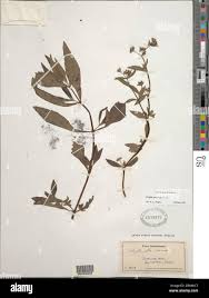 Image result for Melhania prostrata