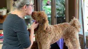 Love dogs with curly tails? 17 Dog Breeds With Curly Hair Curly Canines