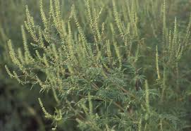 How To Identify And Avoid Ragweed Ragweed Common Garden Plants Plants