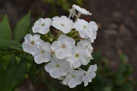 Image result for Polemoniaceae