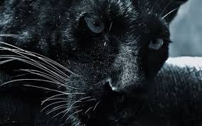 3d Black Jaguar Wallpaper Ile Ilgili Gorsel Sonucu Hayvanlar Hayvan Duvar Kagidi