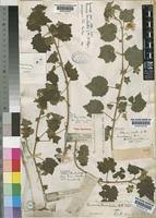Image result for Pavonia burchellii