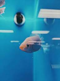 Best Captions For Pet Fish Quotes Also Girls Captions