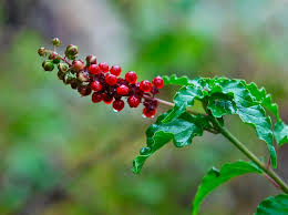 Image result for Petiveriaceae