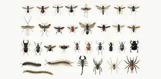 Take this quiz to see how much you really know about the wonderful world of insects. Type Of Insects Quiz Trivia Facts Proprofs Quiz