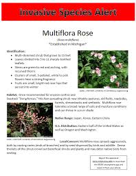 Michigan Invasive Species Multiflora Rose Report To Misin Invasive Species Invasive Plants Species