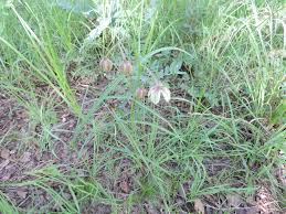 Image result for Stathmostelma