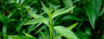 Image result for Swertia