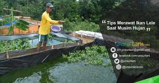 Tips Merawat Ikan Lele Saat Musim Hujan Unsurtani Com