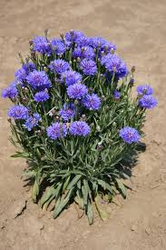 When buying bachelor button seeds, check the package for the plant's scientific name to confirm whether it's an annual or perennial plant. Silver Falls Seed Company Bachelor Button Dwarf Blue