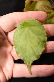 Image result for Begonia pulcherrima