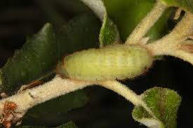 Image result for Satyrium sceptrum