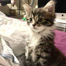 My Fiance Decided That Our Current Kitten Needed A Friend So Meet Coco She S Half Maine Coon Aww
