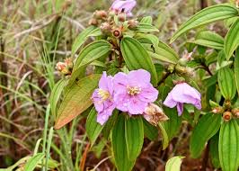 Image result for Melastomastrum