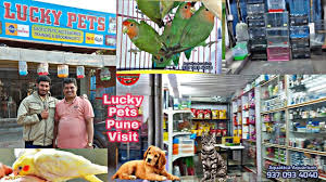 We have a few savannah monitors available! Lucky Pets Pets Store Visit Pune Complete Pet Shop In 2021 Pet Store Pet Shop Pets