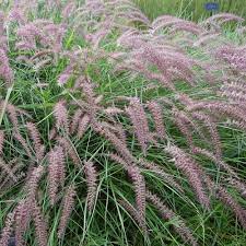 We did not find results for: Oriental Fountain Grass Karley Rose For Sale Online The Greenhouse