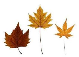 Maple trees have moderately high cut difficulty and maple logs only have moderate value. How To Identify Maple Tree Varieties Lovetoknow Maple Tree Varieties Chinese Maple Tree Maple Tree