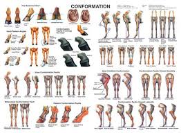 Horse Conformation Chart Horse Anatomy Horses Horse Tips