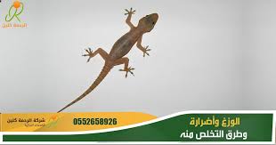 الوزغ وأسباب وجوده في المنزل وأضراره وطرق التخلص منه Animals Lizard
