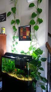 It's impossible to overlook the aquarium at moody gardens. Pothos Plant Grown To The Ceiling Fish Tank Plants Aquarium Garden Aquarium Landscape