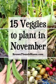 Sign up to get free shipping. 15 Vegetables To Plant In November Zone 9 Brown Thumb Mama