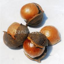 Image result for Macadamia tetraphylla