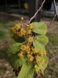 Image result for Guazuma