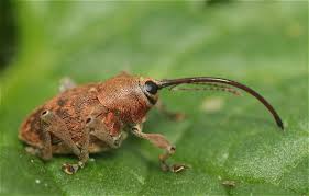 Image result for Chionodes continuellus