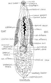 Maybe you would like to learn more about one of these? Simple Liver Fluke Diagram Data Diagram Medis