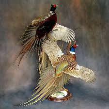 Bird Mounts Birds Photo Galleries Walnut Hollow Country Animal Taxidermy Bird Taxidermy Bird Photo