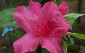 Pin On Flowering Shrubs
