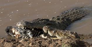 Tourists at the park were watching a herd of zebras drinking at a dam when the crocodile lunged out of the shallows and latched onto the front leg of the young animal. Pin On Crocodile Eating