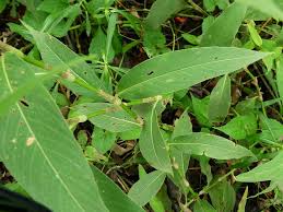 Image result for Persicaria barbata