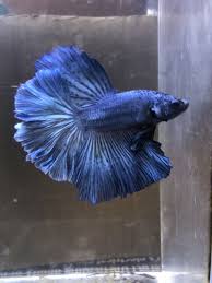 Live Betta Fish Nebula Blue Steel Male Rosetail Halfmoon Betta Fish Bettafish Betta Fish Betta Betta Aquarium
