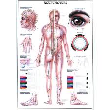 Acupuncture Wall Chart Large
