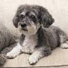 See ridgewood kennels schnoodle puppies for sale in pa below! 1
