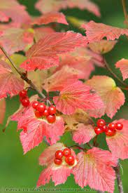 Alaskan wild berries are sweet and pack a powerful punch of flavour. Ripe Red High Bush Cranberries Alaskaphotographics Com Cranberry Tree Beautiful Tree Autumn Landscape