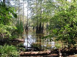 Check spelling or type a new query. Lake Martin In Louisiana