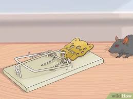 Fantastic pest control can send a pro to your property within 1 how to safely clean rat droppings? How To Clean Rat Droppings 14 Steps With Pictures Wikihow