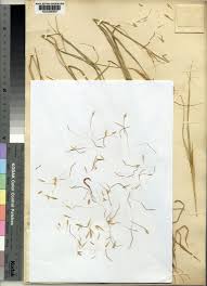 Image result for Sehima