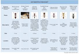 ant identification chart gosford city pest controlgosford