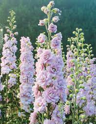 Dowdeswell Delphiniums Pink Blush Tesselaar Blush Delphiniums Dowdeswell Pink Tesselaar Blush Blush Delphini In 2021 Delphinium Flower Garden Beautiful Flowers