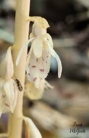 Image result for Epipogium roseum